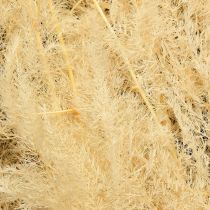 Artikel Asperge gedroogd gras sierasperge abrikoos 90cm 5 stuks