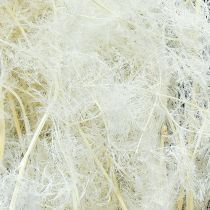 Artikel Asperge Gedroogde Grassen Sierasperge Crème 90cm 5 stuks
