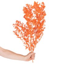 Artikel Gedroogde aspergebloemen, tak, sierasperge, geverfd, 65 cm, 80 g