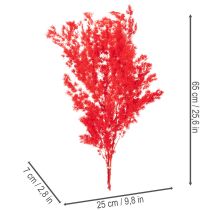 Artikel Bosje gedroogde asperges voor bloemstukken, 65 cm, 80 g