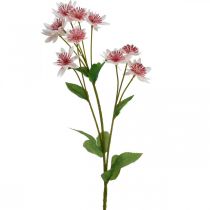 Grote Masterwort Kunstmatige Astrania Zijde Bloem Wit Roze L61cm