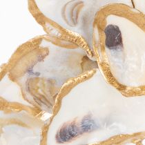 Artikel Decoratie met oesterschelpen, maritiem woonaccessoire, natuurlijke wanddecoratie, 12 cm