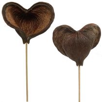 Artikel Badam op stokje naturel 6cm - 12cm 23 st