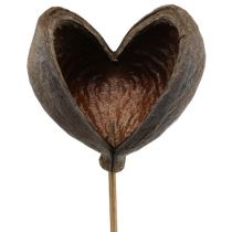 Artikel Badam op stokje naturel 6cm - 12cm 23 st