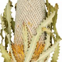 Banksia Hookerana naturel 7st