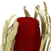 Banksia Hookerana rood 7st