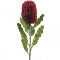 Artikel Kunstbloem Banksia Rood Bordeaux Kunst Exoten 64cm