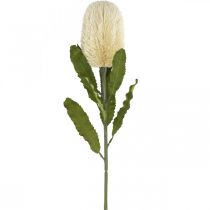 Artikel Kunstbloem Banksia Wit Crème Kunstmatige Exoten 64cm