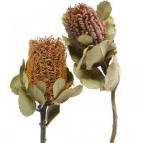 Artikel Banksia coccinea gedroogde bloemen natuur 10st