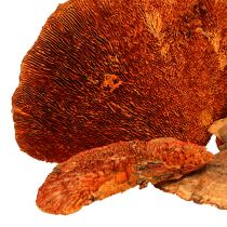 Artikel Boomspons oranje 1kg