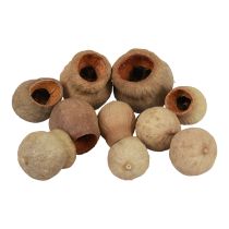 Bellgum belfruit capsule fruit natuurlijke decoratie bruin 500g