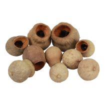 Artikel Bellgum belfruit capsule fruit natuurlijke decoratie bruin 500g