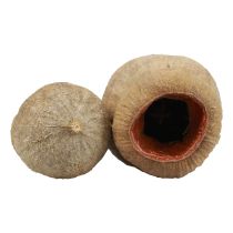 Artikel Bellgum belfruit capsule fruit natuurlijke decoratie bruin 500g