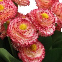 Artikel Kunstbloem, bellis kunst in bos, madeliefjes wit-roze L32cm 10 stuks