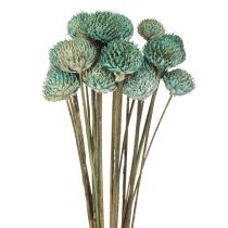 Artikel Zwarte Madeliefje Geverfde Droogbloemen Blauw H38-40cm 20 st