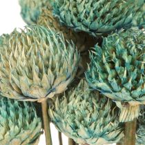 Artikel Zwarte Madeliefje Geverfde Droogbloemen Blauw H38-40cm 20 st
