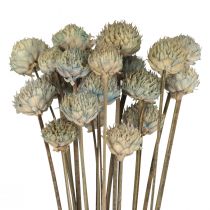 Wilde Madeliefjes Droogbloemen Decoratie Blauw Groen H36cm 20st