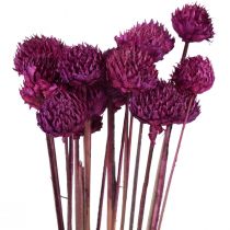 Wilde Daisy droogbloemen decoratie violet H36cm 20st