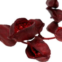 Artikel Brachyciton Rood 500g