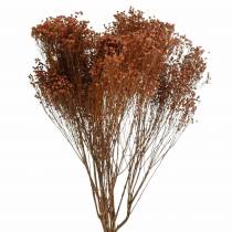 Artikel Droogbloemen Broom Bloom Bruin 170g