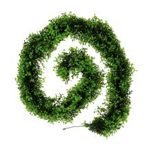 Buxus Slinger Groen L170cm