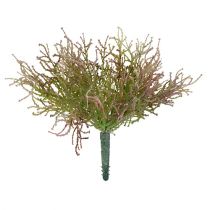 Calocephalus roze / groen 21.5cm