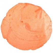 Artikel Capiz-schelpen Capiz-schijfjes Parelmoerschijfjes oranje 7,5–9,5 cm 300 g