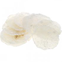 Artikel Maritiem, Capiz schelpen 5–10 cm, parelmoer, natuurproduct 1 kg