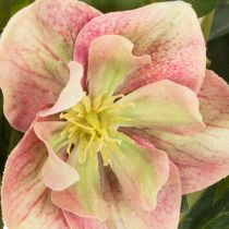 Artikel Kunstmatige Helleborus in pot, kerstroos, voor huisdecoratie, 50 cm