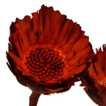 Artikel Compacta Rozet oranje 40 st