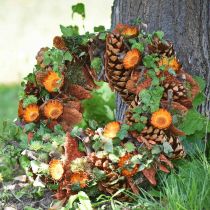 Artikel Kegels Pinus Maritima 10cm - 15cm Naturel 3 st