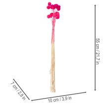 Artikel Bosje gedroogde Craspedia-bloemen voor bloemisten, 55 cm, 20 stuks