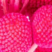 Artikel Bosje gedroogde Craspedia-bloemen voor bloemisten, 55 cm, 20 stuks