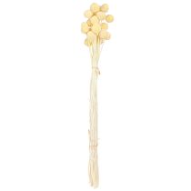 Artikel Craspedia Gedroogde Bloemen Crème Decoratie 20 stuks 50-55cm
