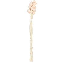 Artikel Craspedia Perzik Gedroogde Bloemen Drumsticks 20st 50-55cm