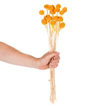 Artikel Boeket gedroogde Craspedia-bloemen, 55 cm, 20 stuks