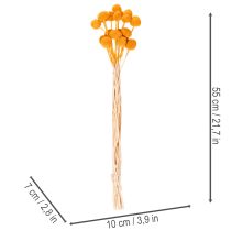Artikel Boeket gedroogde Craspedia-bloemen, 55 cm, 20 stuks