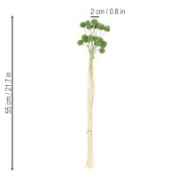 Artikel Gedroogde Craspedia-bloemenbollen voor stijlvolle herfstdecoraties, 55 cm, 20 stuks