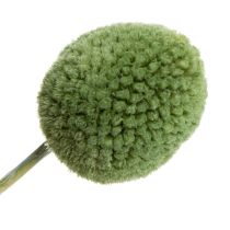 Artikel Gedroogde Craspedia-bloemenbollen voor stijlvolle herfstdecoraties, 55 cm, 20 stuks