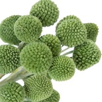 Artikel Gedroogde Craspedia-bloemenbollen voor stijlvolle herfstdecoraties, 55 cm, 20 stuks