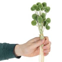 Artikel Gedroogde Craspedia-bloemenbollen voor stijlvolle herfstdecoraties, 55 cm, 20 stuks