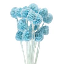 Artikel Decoratie met gedroogde Craspedia-bloemen voor in een vaas, minimalistische stijl, langdurige zomerdecoratie, 55 cm, 20 stuks