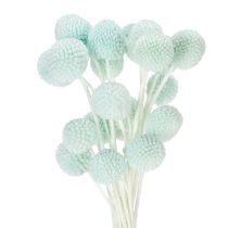 Artikel Gedroogde Craspedia-bloemen, decoratief boeket voor de woonkamer, tafeldecoratie, bruiloft, 55 cm, 20 stuks