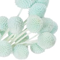 Artikel Gedroogde Craspedia-bloemen, decoratief boeket voor de woonkamer, tafeldecoratie, bruiloft, 55 cm, 20 stuks