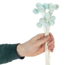 Artikel Gedroogde Craspedia-bloemen, decoratief boeket voor de woonkamer, tafeldecoratie, bruiloft, 55 cm, 20 stuks