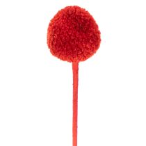 Artikel Gedroogde Craspedia-bloemen, geverfd, met lange stelen, 55 cm, 20 stuks