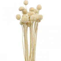 Artikel Craspedia gedroogde room drumsticks droge bloemisterij 20 st