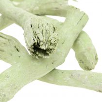 Cupy roots, Pepe Cone lichtgroen, wit gewassen 350g