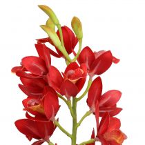 Orchidee cymbidium rood 78cm
