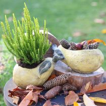Artikel Decoratieve peren betonnen plantenbak herfstdecoratie 19×12,5×15,5cm